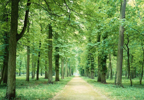 仟億達碳交易，讓林農(nóng)愛上植樹“賣空氣”